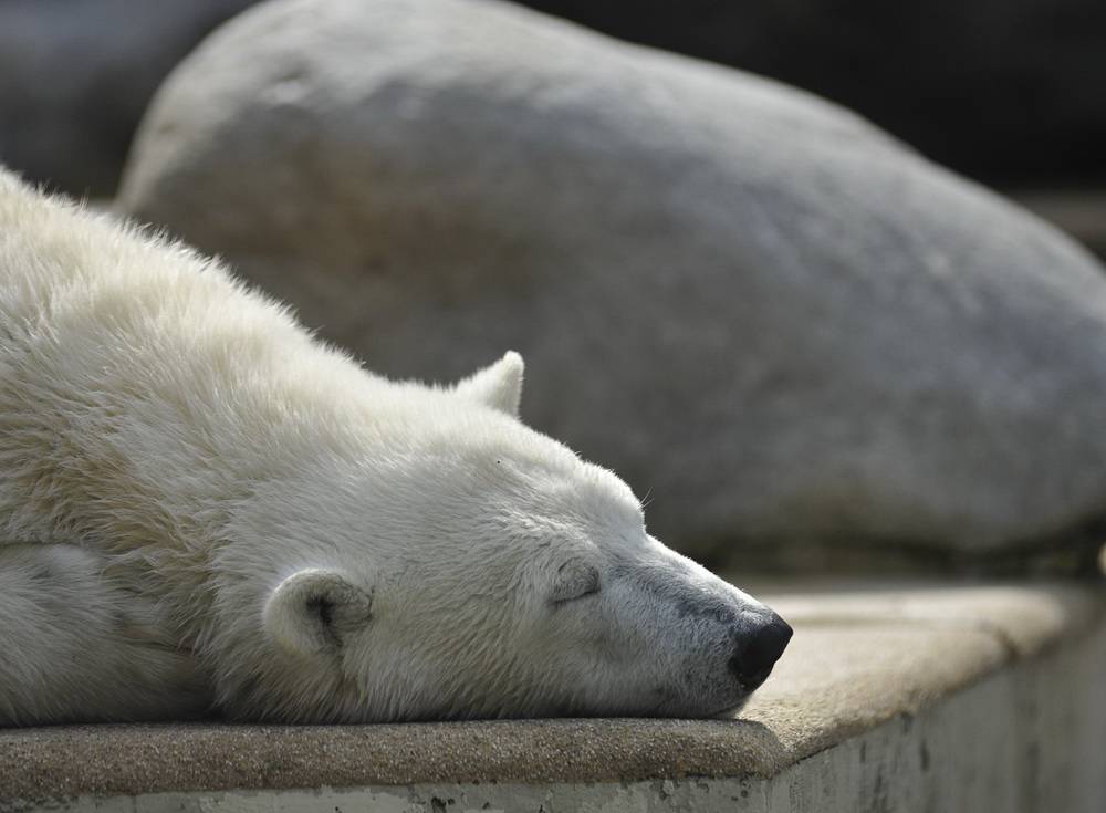 Zoo trennt sich von den Eisbären