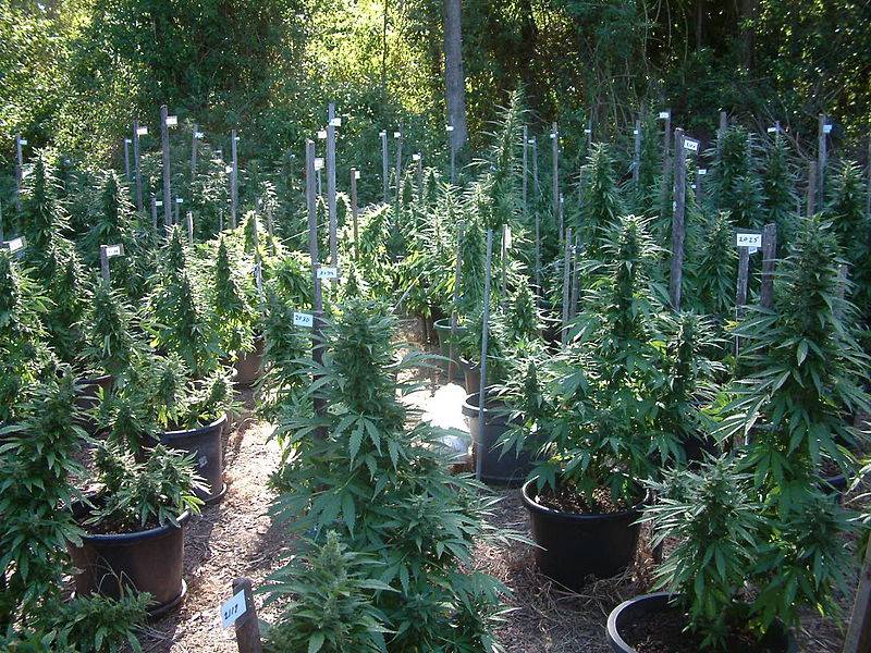 Polizei entdeckt Cannabis-Plantage