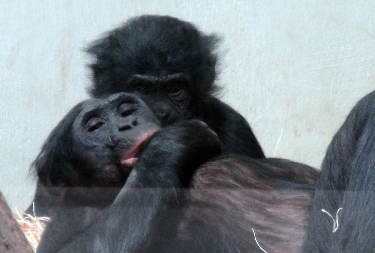 Viel los bei den Affen