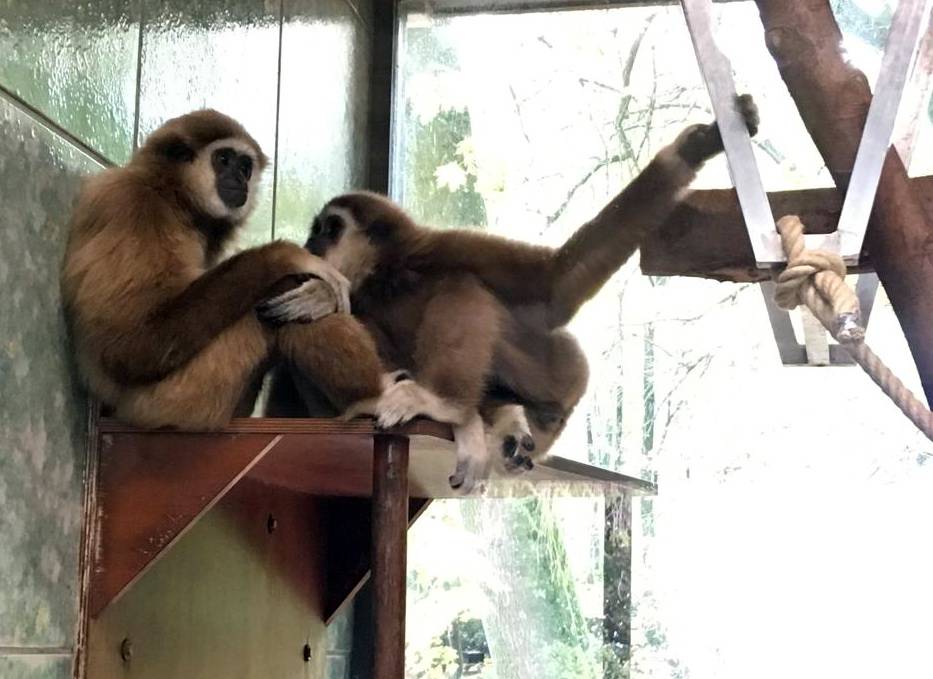  Weißhandgibbons Filomena und Junior. 