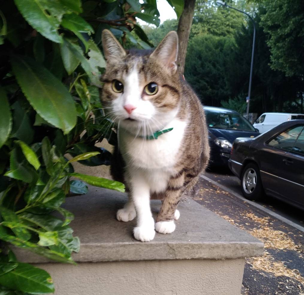 Die coolsten Katzen!