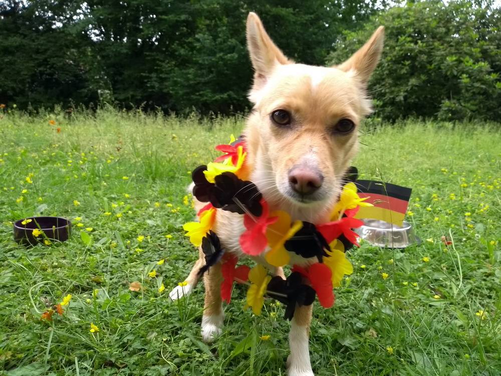  Rundschau-Redaktionshündin Rosa ist unser WM-Orakel. 