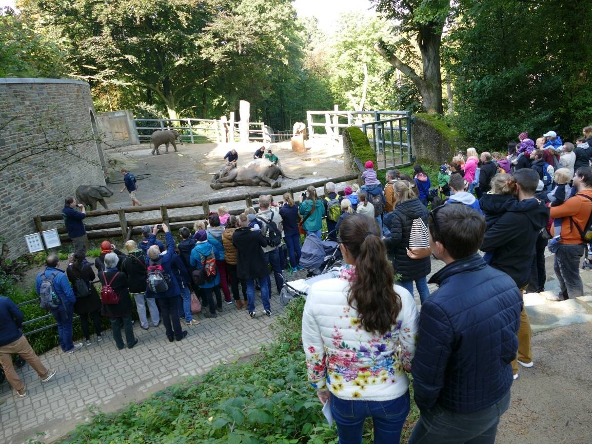 Führungen hinter die Kulissen, kommentierte Waschroutine und viele weitere Attraktionen bieten Besuchern die Möglichkeit, sich über die Elefanten und deren Haltung im Grünen Zoo Wuppertal zu informieren. 