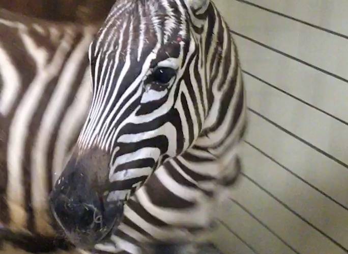 Grüner Zoo Wuppertal: Zebra "Seth" hat die Ruhe weg