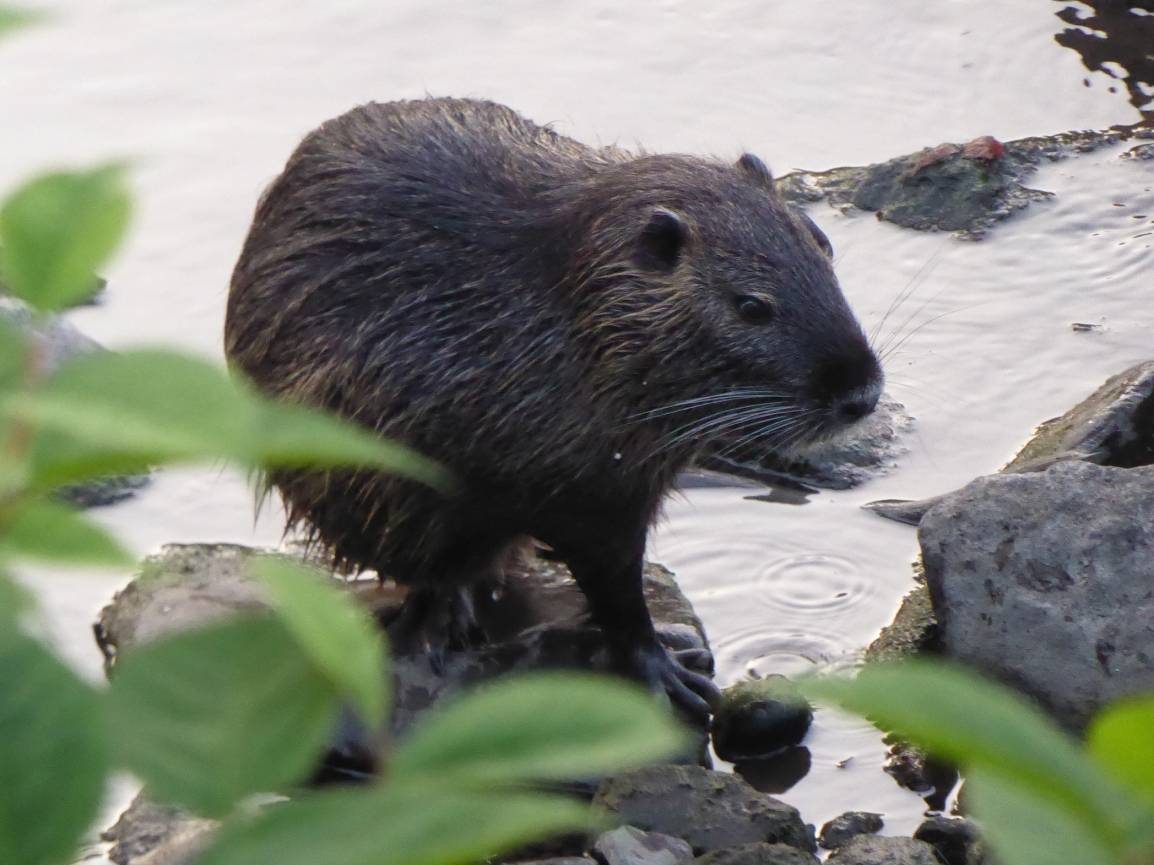 Ein Nutria bei der Nahrungssuche.