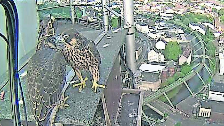 Leser: Was wird aus dem Horst?