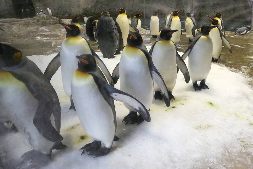 Alles rund um die Pinguine
