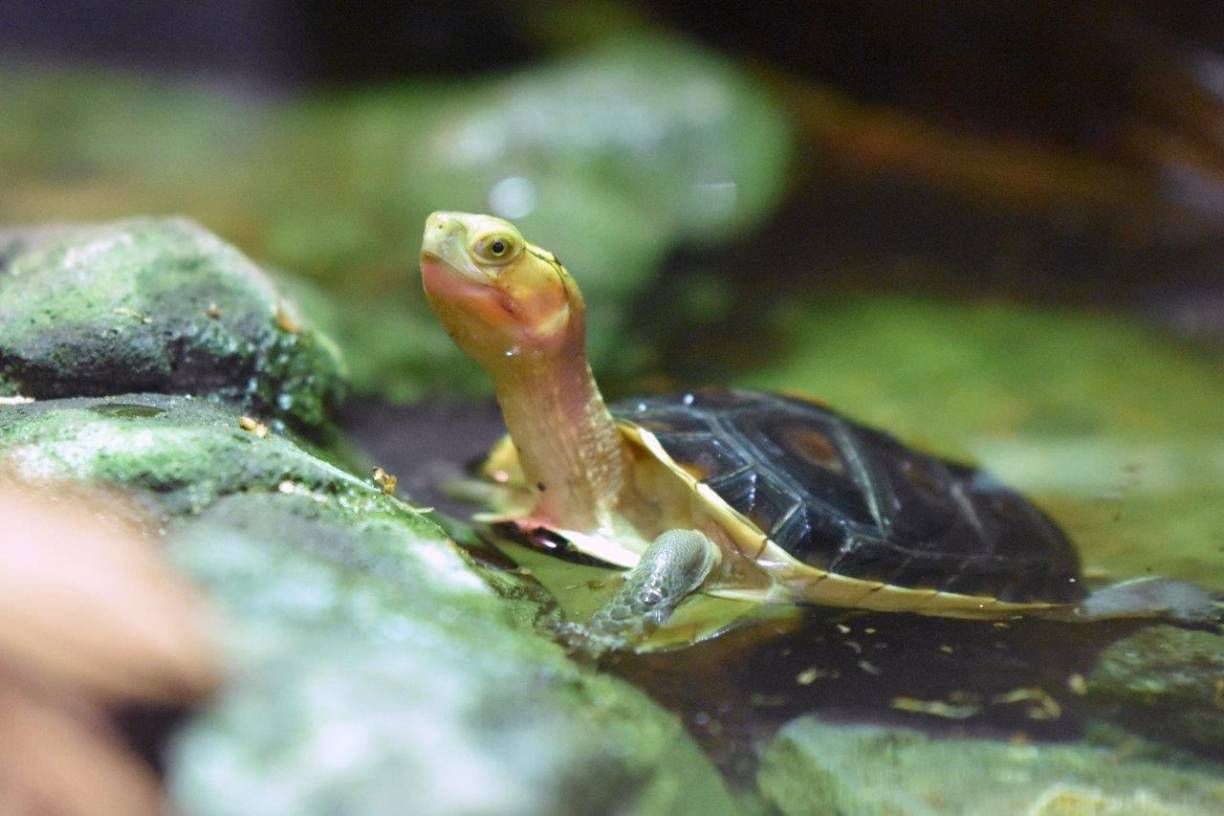 Im Einsatz für die Scharnierschildkröte