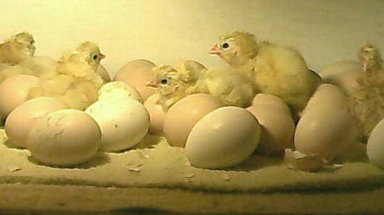  Ein Blick in die Kinderstube vom letzten Jahr. Der Schlupftermin in diesem Jahr ist der 20. April.  