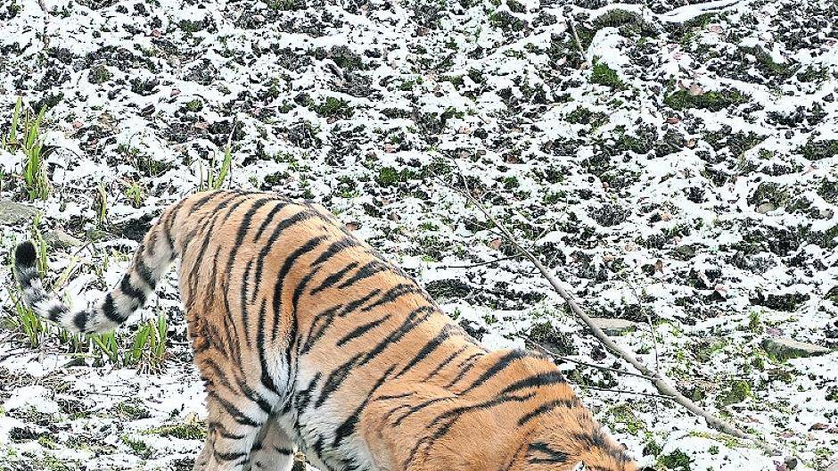 Tiger im Schnee...