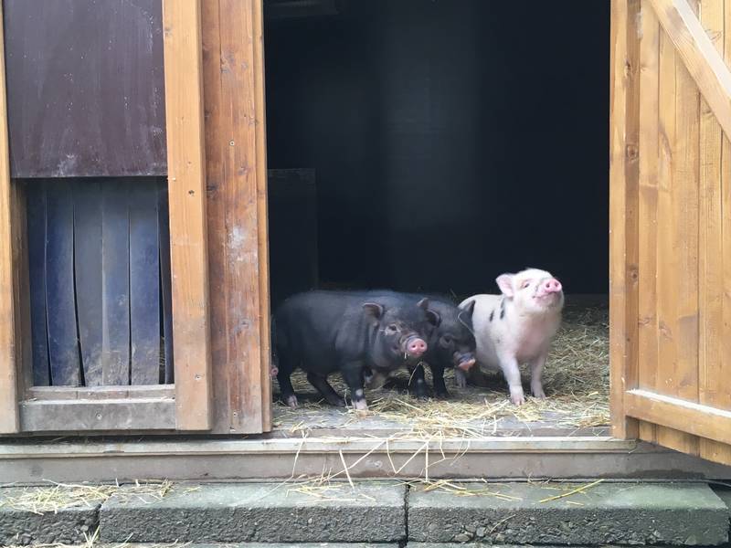  Drei der kleinen Mini-Schweine. 