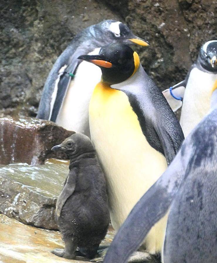 Grüner Zoo hat weniger Besucher