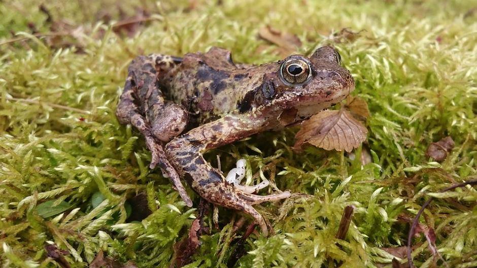 Er ist gerade aus dem Winterschlaf aufgewacht! Eine Aufnahme von Rainer...