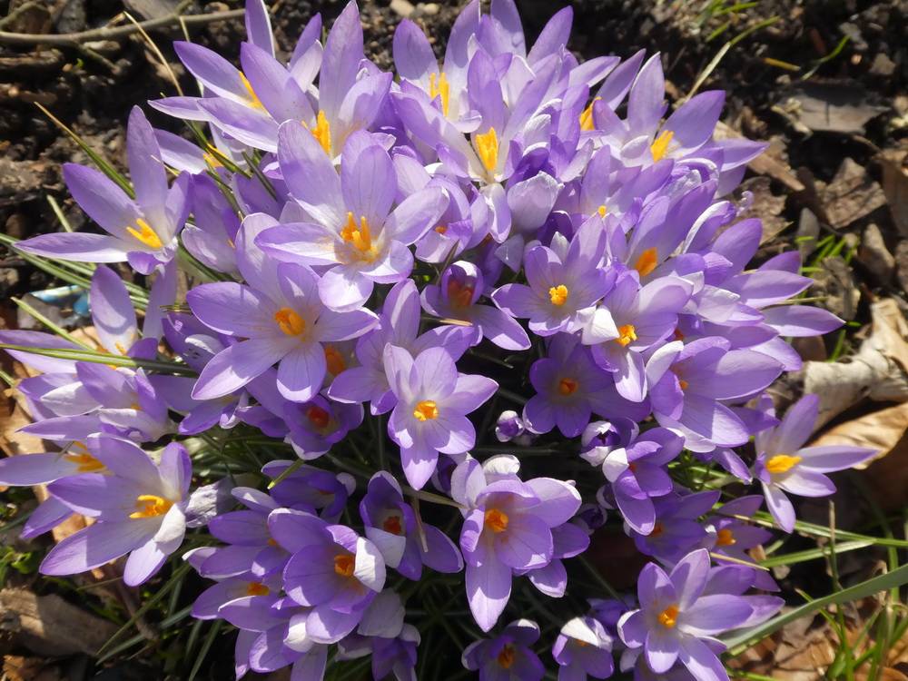 "Ein paar Sonnenstrahlen reichen aus, um die Natur wachzuküssen und uns solch einen...