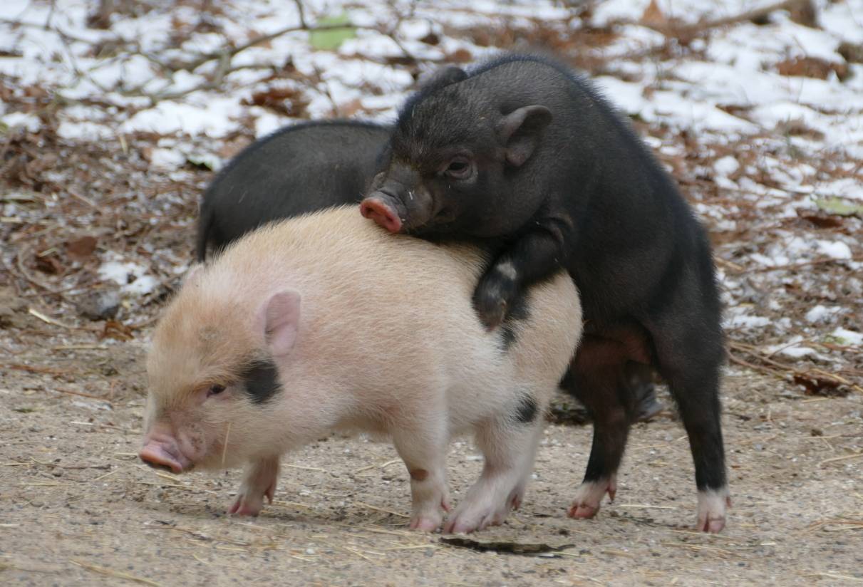 Frühlingsgefühle bei den Minischweinen im Grünen Zoo Wuppertal - fotografiert von...
