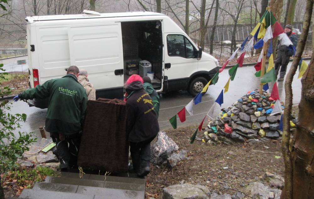  Behutsam brachten die Zoo-Mitarbeiter das Tier in der Transportbox zum Wagen. 