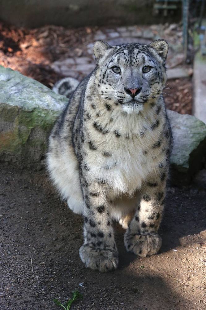 "Bayan" lebt nun in Spanien