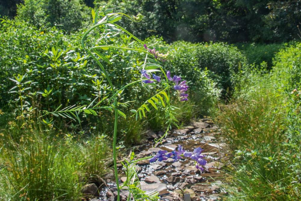 Nahe der Wuppermündung am Bilstein. 