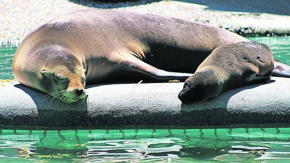 Eine Seelöwen-Idylle ...
