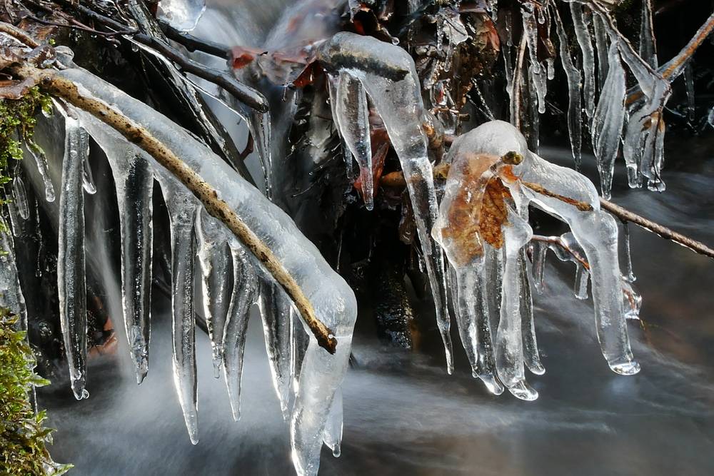Kälte im Wald: Kein Problem für Tiere und Pflanzen