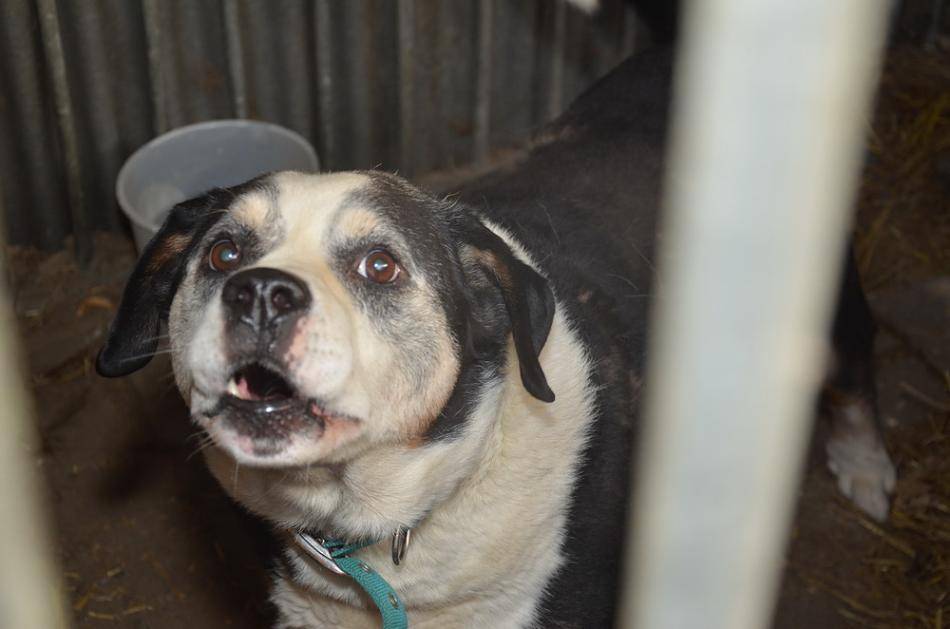 54 gequälte Hunde gefunden