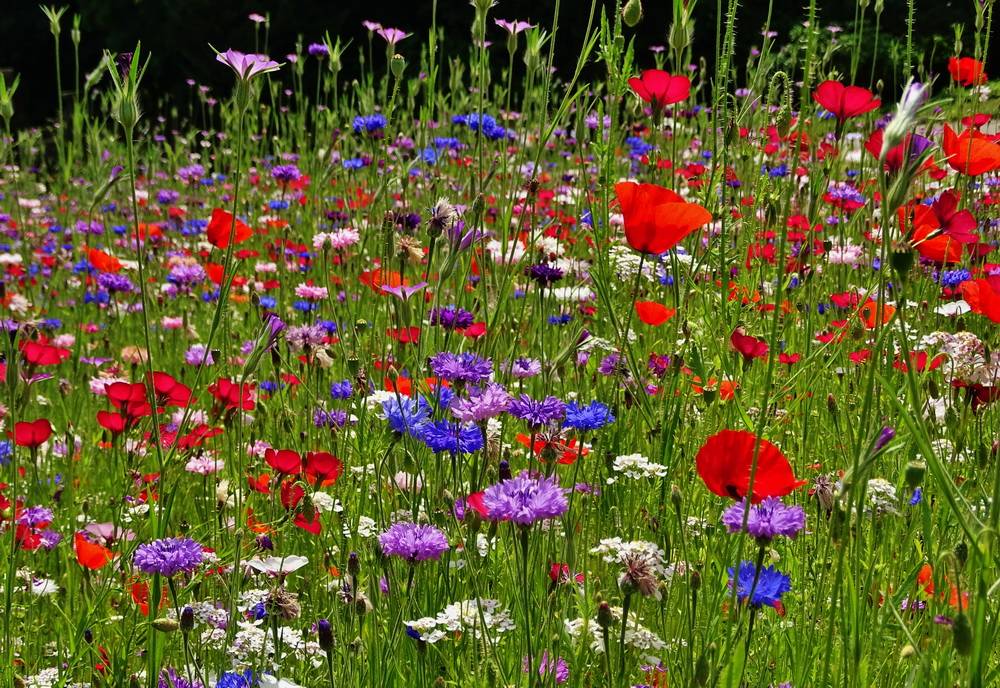 "Eine herrliche Blumenwiese, die jeden zum Träumen einlädt", findet Doris...