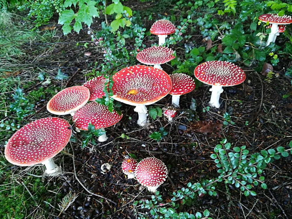Diese Fliegenpilze faszinierten Charlotte Swienty - und...