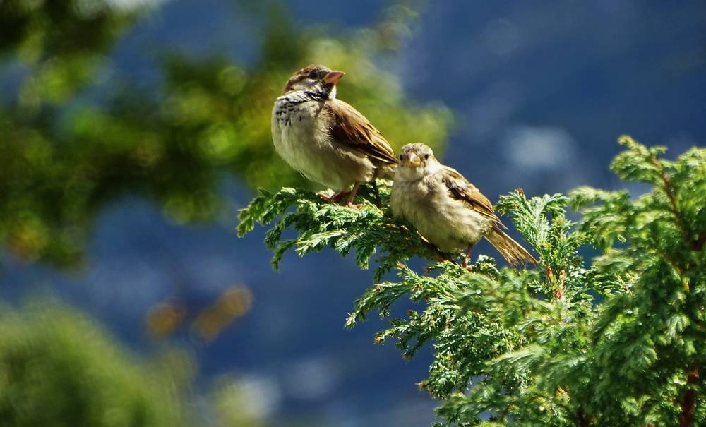 Diese Sperlinge fotografierte Doris Balke in ihrem Garten in...