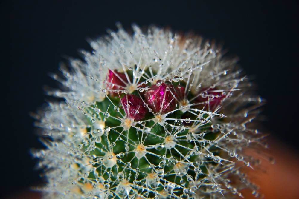Hingucker: Der kleine Kaktus von Bernhard Schmitz trägt wieder...