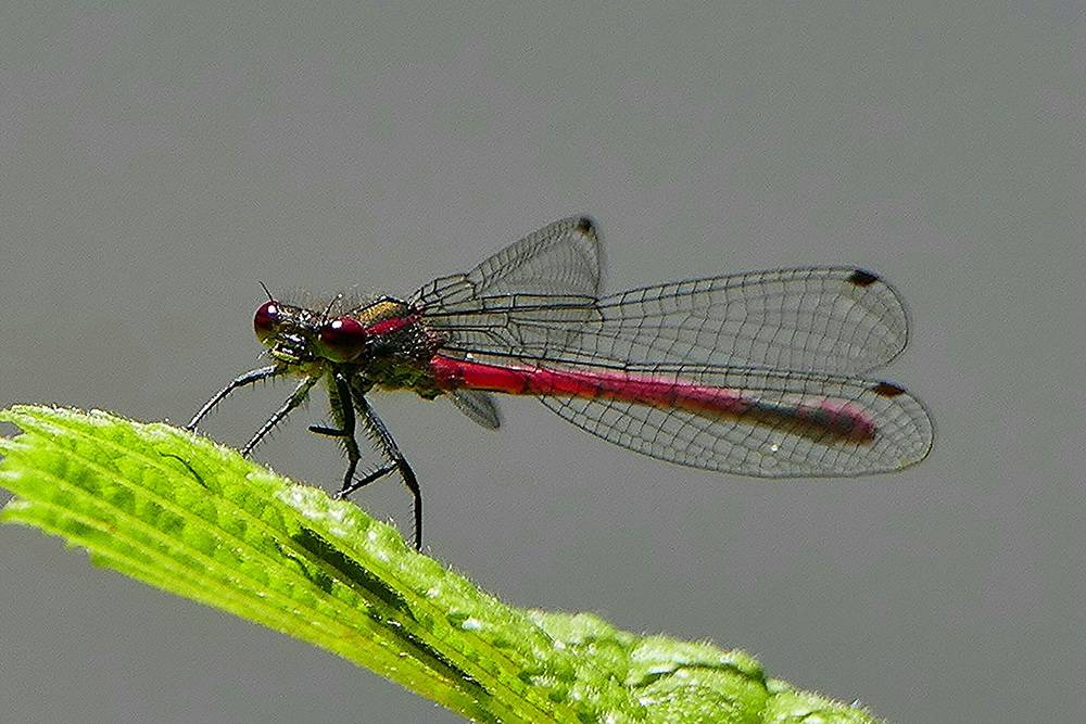 Filigraner geht es kaum - diese Libelle entdeckte Achim...