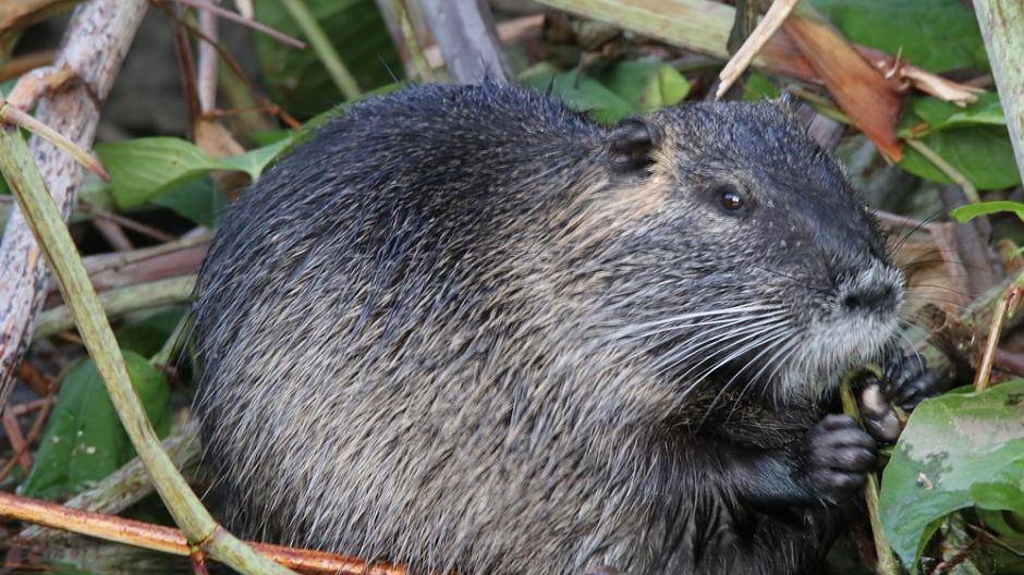 Nutria an der Wupper bei der Arbeit - gesehen von Olaf...