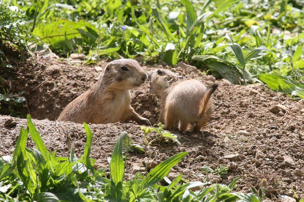 Ein "Willkommenskuss". 