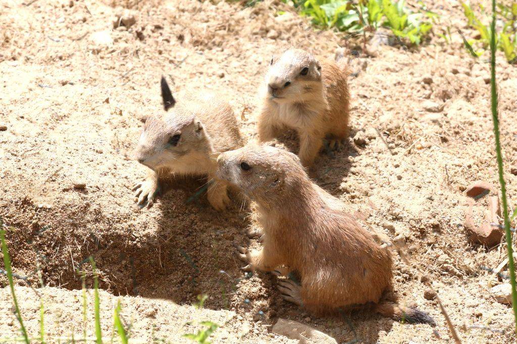 Putzige Präriehunde