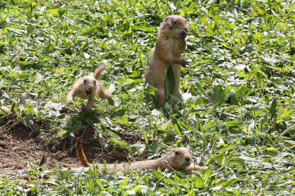  Viel los auf der Anlage. 