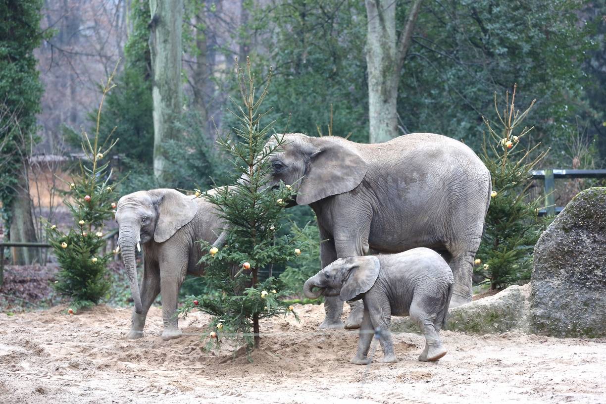  Am Mittwoch bor Heiligabend (20. Dezember 2017) werden dann noch einmal frische Tannenbäume auf der Elefanten-Anlage aufgestellt.  