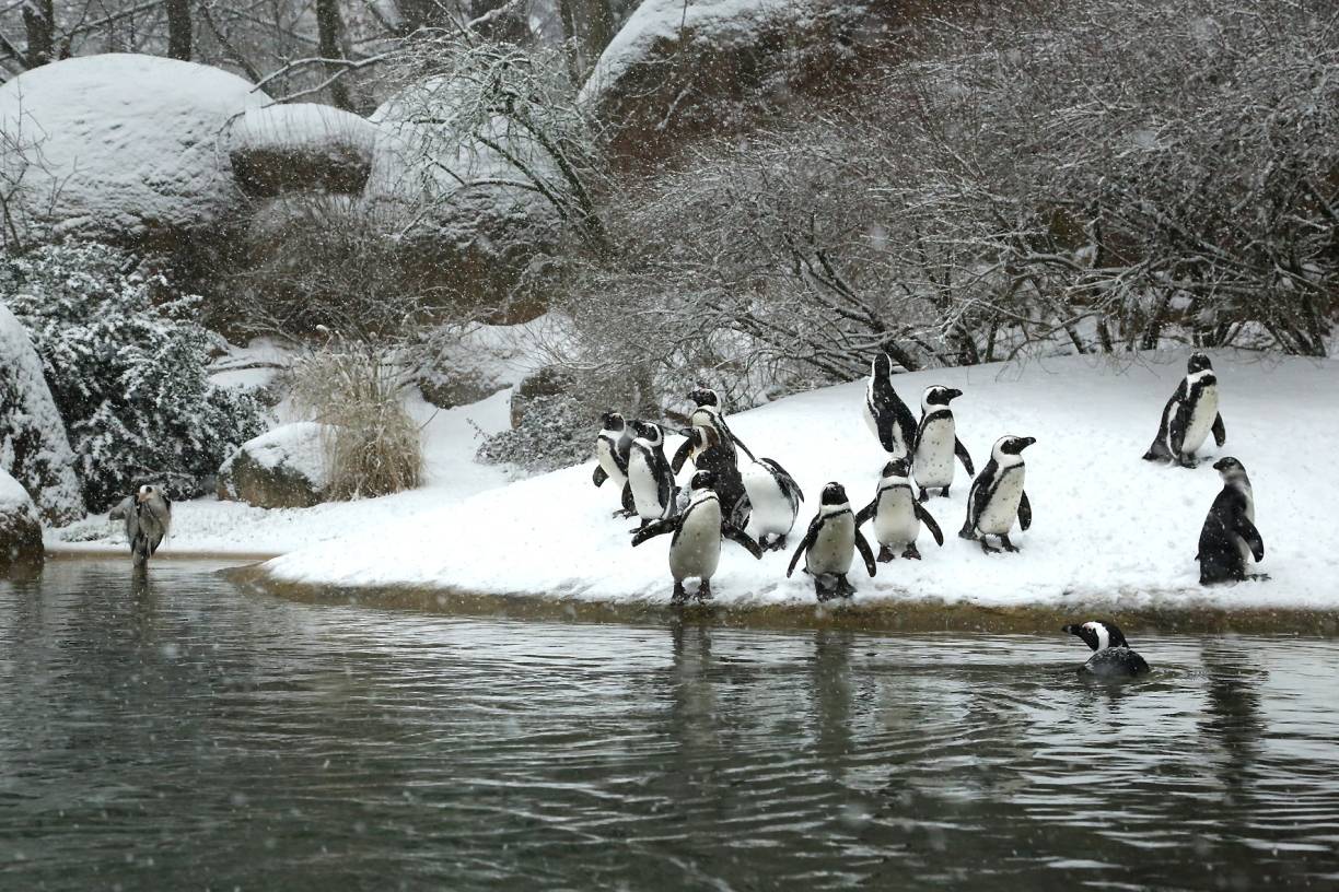  Die Wuppertaler Pinguine in ihrem verschneiten Gehege.  