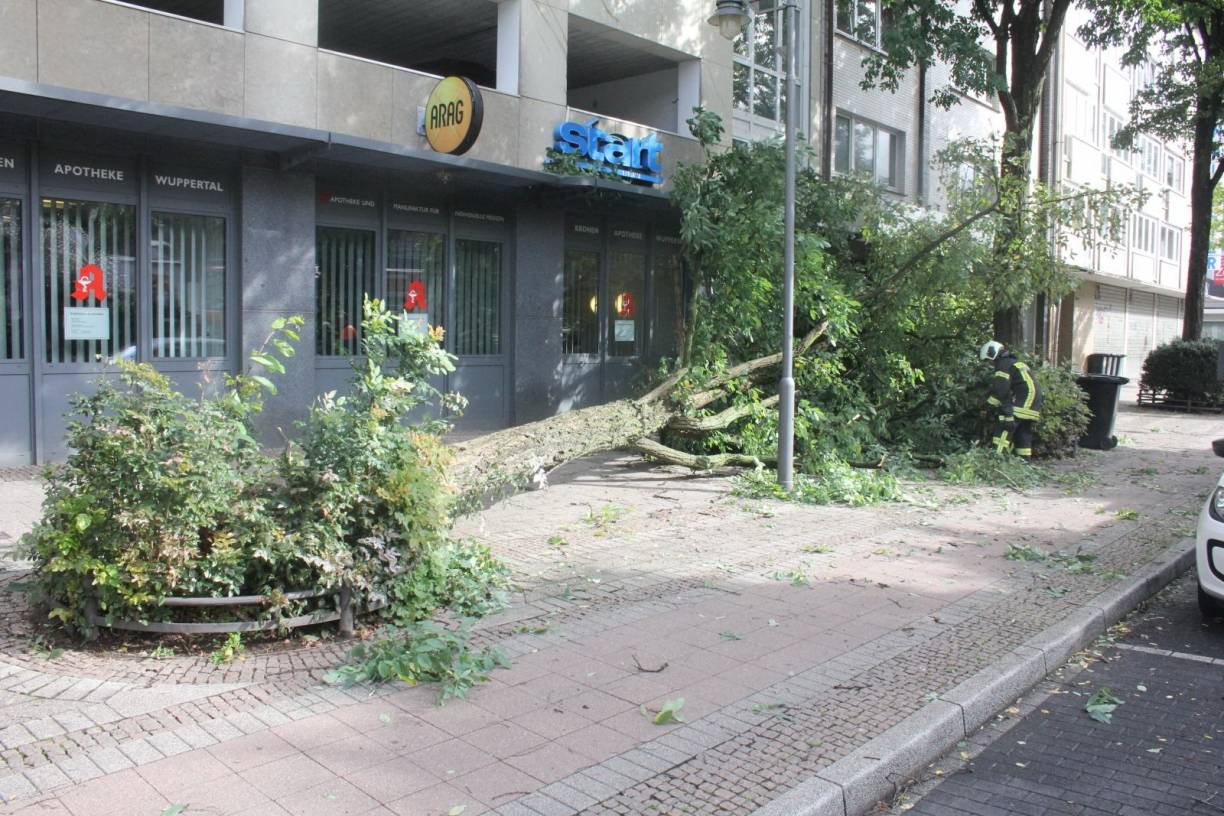 42 Allee-Bäume werden gefällt