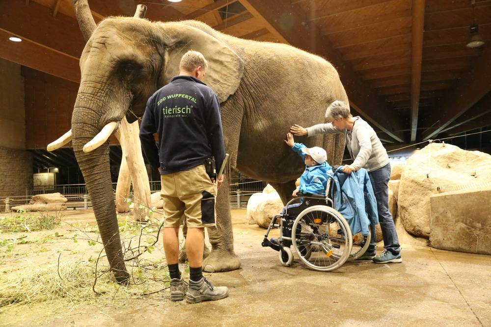 "Dreamnight": Ganz nah an den Elefanten