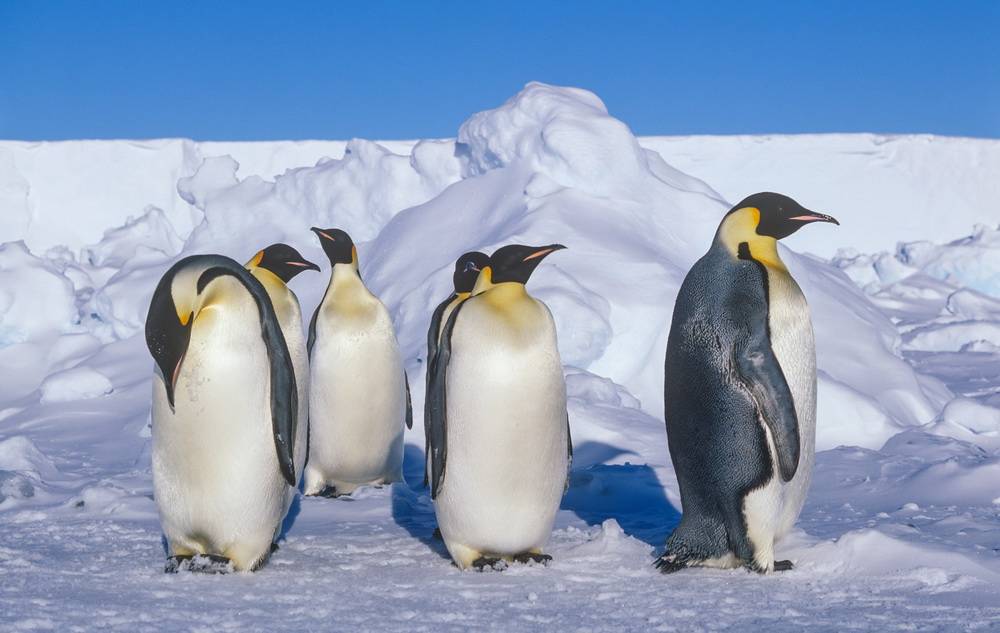  Kaiserpinguine auf dem Meereis. 