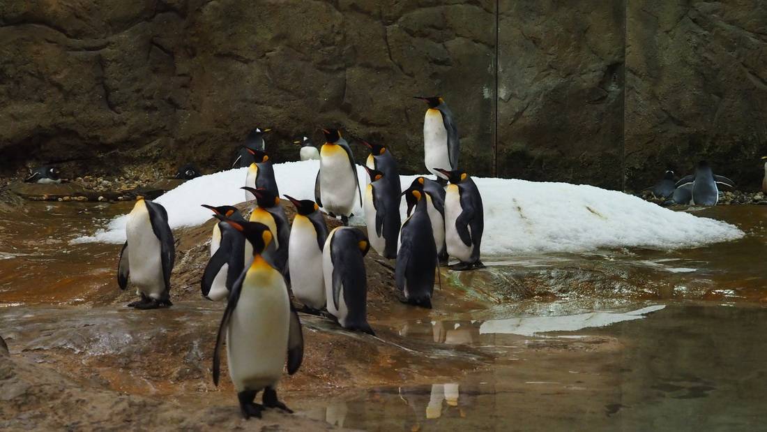 Cooler Besuch aus der Schweiz