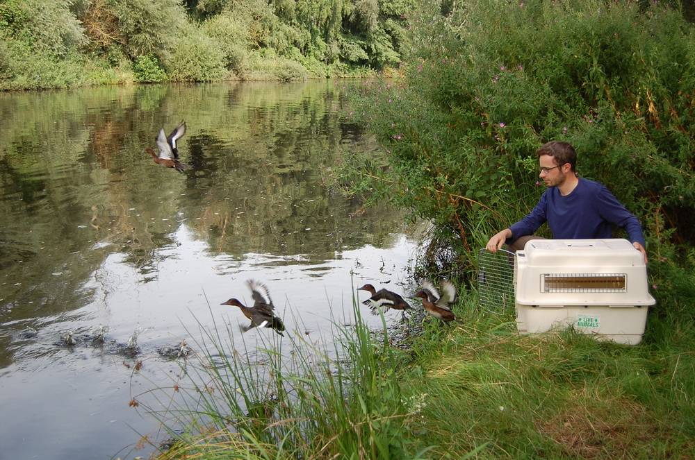 Wuppertaler Moorenten jetzt im Norden