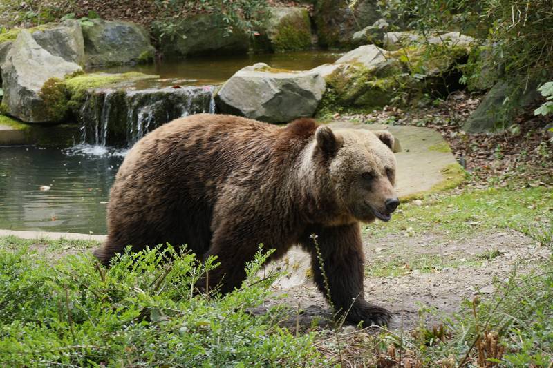 Bärin "Brenda" bald Brandenburgerin