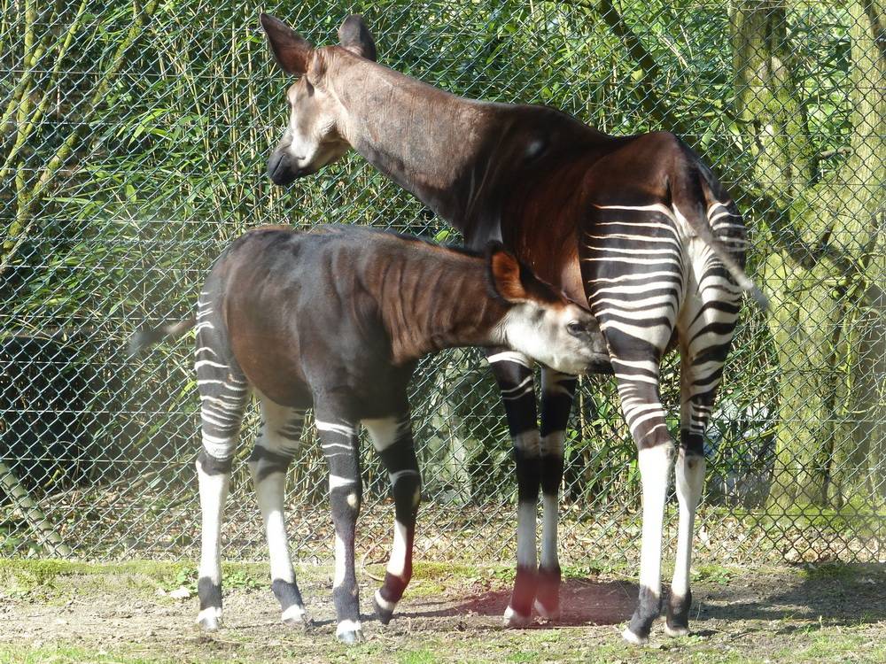 195 Kilogramm mit einem Jahr
