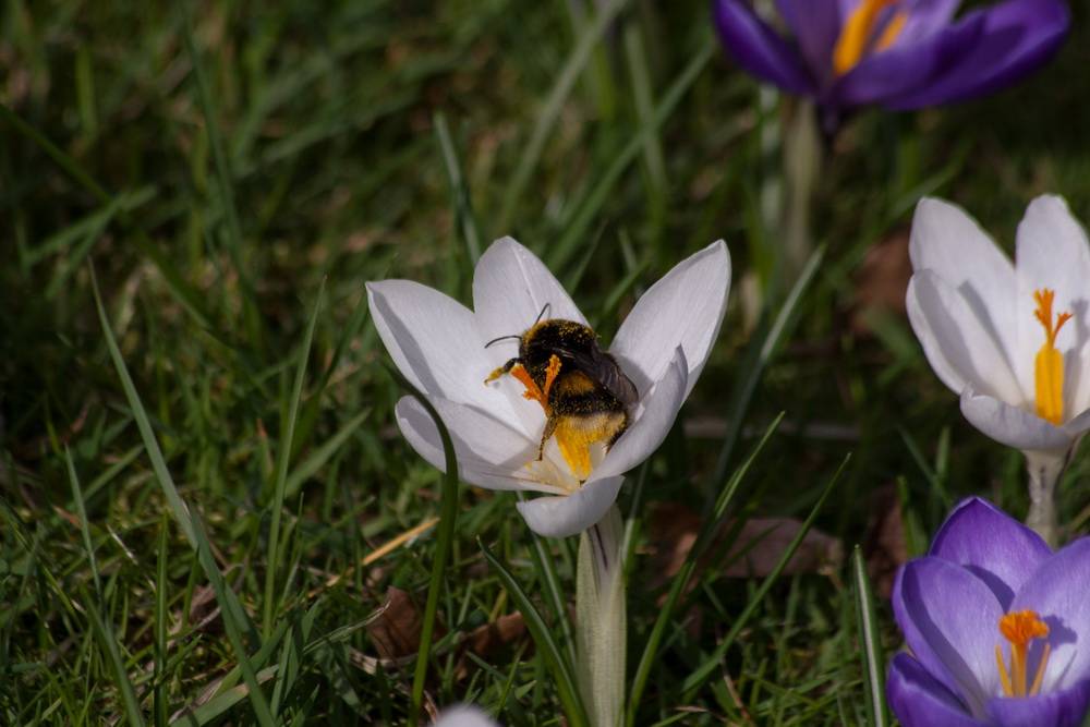 Am Frühlingsanfang wird gearbeitet, die ersten Hummeln sind schon fleißig...