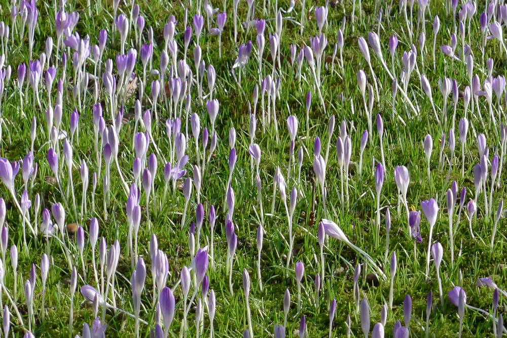 Der Frühling lässt sich auch im Gelpetal in Cronenberg nicht mehr...
