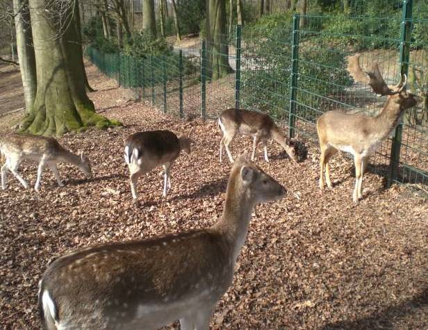 "Der Frühling naht mit Brausen, er rüstet sich zur Tat. Selbst das Damwild im Barmer...