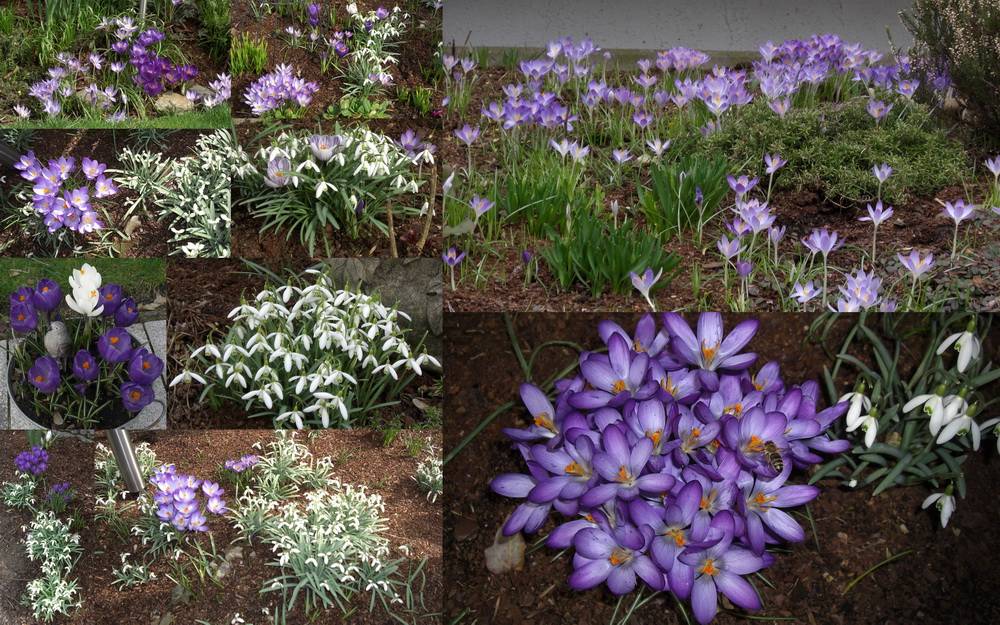 "Der Frühling breitet sich in meinem Garten von Tag zu Tag mehr aus - und die Insekten...