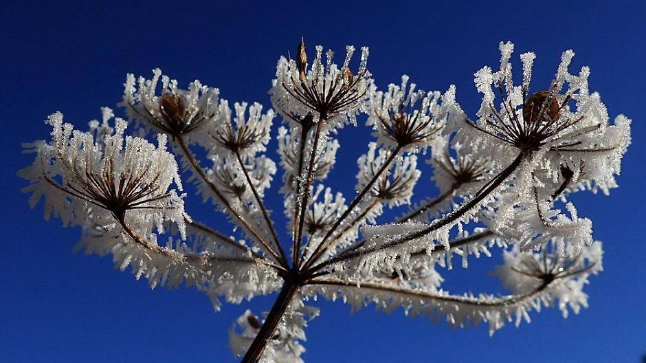 Ein fröstiger Bärenklau - Bild von Thomas...