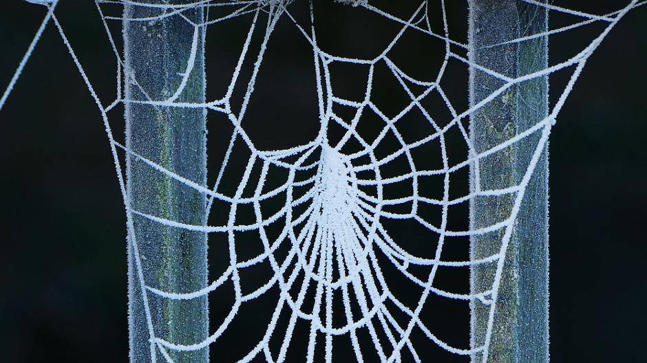 Ein Spinnennetz mit Raureif - Foto von Achim...