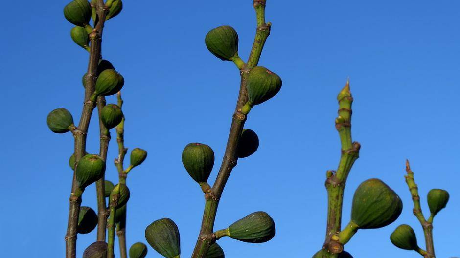 Ein Feigenbaum bei wolkenlosem Himmel - Foto von Renate...